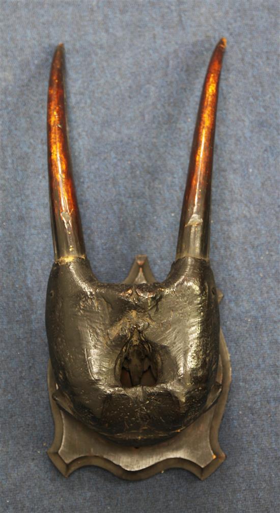 A Victorian walrus skull and tusk trophy, H.1ft 8in.
